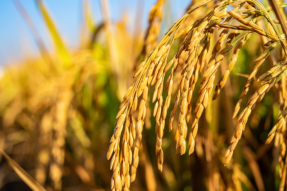 Agricultural Technology Solutions